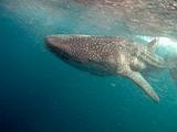 Djibouti - Whale Shark in Djibouti - 01